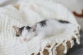 Cute little kitten sleeping on soft blanket in basket. Portrait of adorable sleepy kitty napping Royalty Free Stock Photo