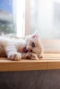 Cute little kitten sleeps on table ,White baby cat with eye blue