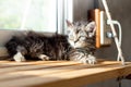 Cute little kitten sleeps on table ,White baby cat with eye blue