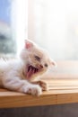 Cute little kitten sleeps on table ,White baby cat with eye blue