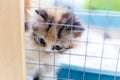 Cute little kitten on table ,White baby cat with eye blue