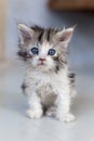 Cute little kitten on table ,White baby cat with eye blue