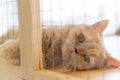 Cute little kitten on table ,White baby cat with eye blue