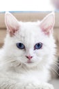 Cute little kitten on table ,White baby cat with eye blue