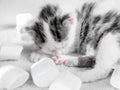 A cute little kitten sleeps on a white carpet marshmallow background. Cute sleeping kitty sweets nbackground