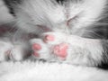 A cute little kitten sleeps on a white carpet on sun. Cute sleeping kitty close-up Royalty Free Stock Photo