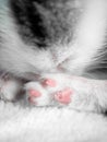 A cute little kitten sleeps on a white carpet on sun. Cute sleeping kitty close-up Royalty Free Stock Photo