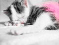 A cute little kitten sleeps on a white carpet on sun. Cute sleeping kitty Royalty Free Stock Photo
