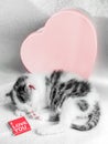 A cute little kitten sleeps on a white carpet on sun near sweets heart box with chocolate. Cute sleeping kitty close-up Royalty Free Stock Photo