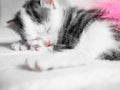 A cute little kitten sleeps on a white carpet on sun. Cute sleeping kitty Royalty Free Stock Photo