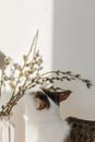 Cute little kitten smelling willow branches close up in sunny light in room. Happy Easter ! Pet and spring holiday decor. Cat