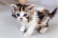 Cute little kitten on table ,White baby cat with eye blue