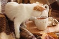 Cute little kitten with tea and sweets on sofa at home