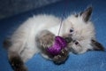 Cute little kitten with thread ball