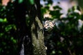 Cute little kitten on a tree Royalty Free Stock Photo