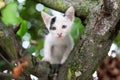 Cute little kitten on the tree in garden Royalty Free Stock Photo