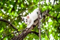 Cute little kitten on the tree in garden Royalty Free Stock Photo