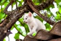 Cute little kitten on the tree in garden Royalty Free Stock Photo
