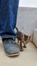 Cute little kitten walk next to man in jeans