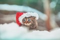 Cute little kitten wearing Santa Claus hat Royalty Free Stock Photo