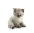 Cute little kitten on white background