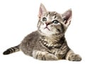 A cute little kitten Royalty Free Stock Photo