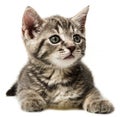 A cute little kitten on a white background Royalty Free Stock Photo