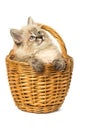 Cute little kitten in wicker basket on white background Royalty Free Stock Photo