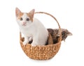 Cute little kitten in wicker basket on white background Royalty Free Stock Photo