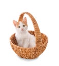 Cute little kitten in wicker basket on white background Royalty Free Stock Photo