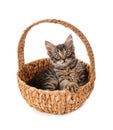 Cute little kitten in wicker basket on white background Royalty Free Stock Photo