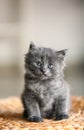 Cute little kitten on wicker pouf