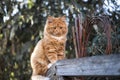 Cute little kitten on a wooden hand rail.