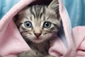 Cute little kitten wrapped in a pink blanket, close-up, Cute wet gray tabby cat kitten after a bath wrapped in a pink towel with Royalty Free Stock Photo
