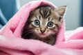 Cute little kitten wrapped in pink towel, on color background, closeup, cute wet gray tabby cat kitten after bath wrapped in pink Royalty Free Stock Photo