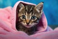 Cute little kitten wrapped in soft pink blanket, on color background, Cute wet gray tabby cat kitten after a bath wrapped in a Royalty Free Stock Photo