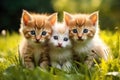 Cute little kittens in the grass on a sunny summer day, Three kittens in a basket on a green grass background. Closeup, AI Royalty Free Stock Photo