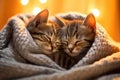 Cute little kittens on knitted blanket