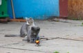 Cute little kittens play with toy RC helicopter Royalty Free Stock Photo