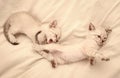 Cute little kittens relax on white blanket. Small cat. love and friendship. cute white kitten, british longhair. idea of Royalty Free Stock Photo