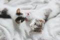 Cute little kittens relaxing on soft bed.Adorable two kitties lying and sleeping on blanket with toy Royalty Free Stock Photo