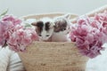 Cute little kittens sitting in basket with beautiful pink flowers. Adoption concept Royalty Free Stock Photo
