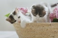 Cute little kittens sitting in basket with beautiful pink flowers. Two curious kitties playing Royalty Free Stock Photo