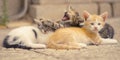 Cute little kittens sleep outdoors on the stone floor, family baby animals sleeping, summer siesta