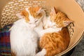 Cute little kittens sleeping in basket Royalty Free Stock Photo