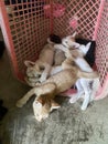 cute little kittens sleeping in basket Royalty Free Stock Photo