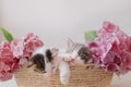 Cute little kittens sleeping in basket with beautiful pink flowers. Happy Easter Royalty Free Stock Photo