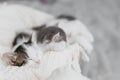 Cute little kittens sleeping on blanket in basket. Portrait of adorable kitty napping. Sweet dreams Royalty Free Stock Photo