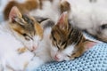 Cute little kittens sleeping on blanket, closeup. Baby animals Royalty Free Stock Photo