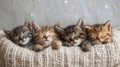 Cute little kittens sleeping in knitted sweaters on a white background. Generative AI Royalty Free Stock Photo